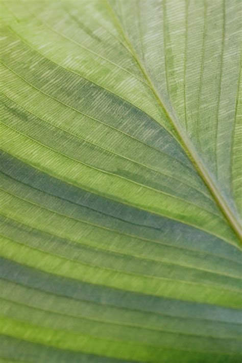 Macro Photography of a Leaf · Free Stock Photo