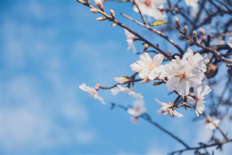 Bakgrundsbilder : träd, gren, blomma, vinter-, växt, himmel, vår ...