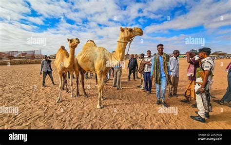 Camel market, Burao, south eastern Somaliland, Somalia, Africa Stock Photo - Alamy