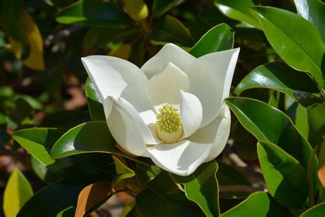 Evergreen Magnolia Trees - Magnolia Grandiflora Hedging | Harrod Outdoors