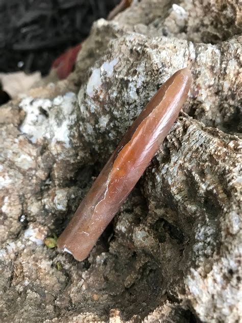 BELEMNITE TAIL, Fossil, Belemnite Lanceolata, Germany, 14.6 grams, CR2417