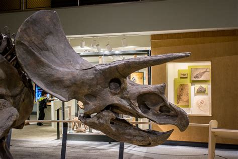 Triceratops horridus cast skull - Cleveland Museum of Natu… | Flickr