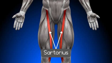 Hip Abduction Machine Muscles Worked Vs ADDuction (Worst Exercise ...