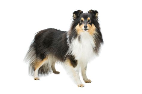 Tricolor sheltie dog | Doggies.com Dog Blog