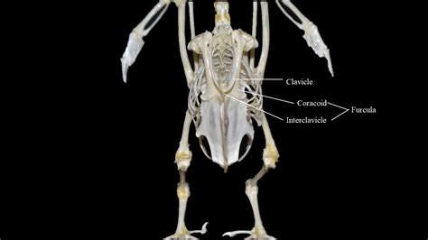 Pigeon skeleton | Atlas of Comparative Vertebrate Anatomy