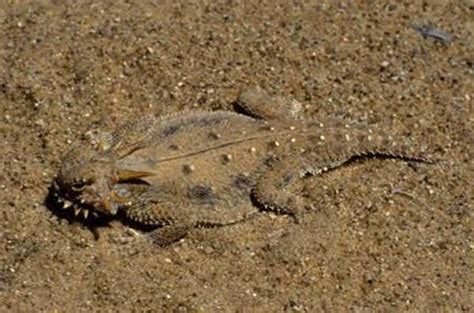 Flat-tail Horned Lizard | Phrynosoma mcallii | Reptile