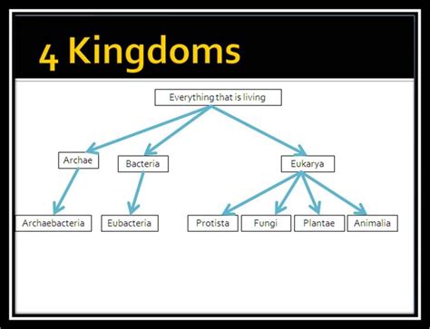 Domains Kingdoms Biology | Eubacteria, Biology, Math