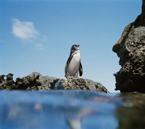 Galapagos Penguin | Endangered Species | Animal Planet