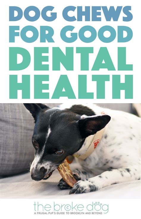 Dog Chews For Good Dental Health From Only Natural Pet - The Broke Dog