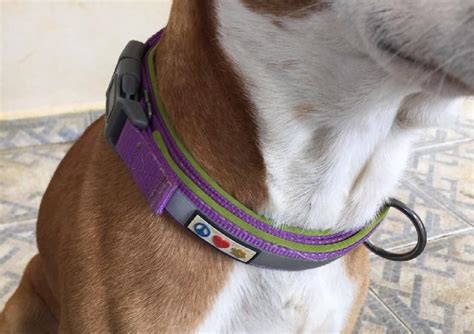 8 Best Dog Collars For Sensitive Skin - WAF