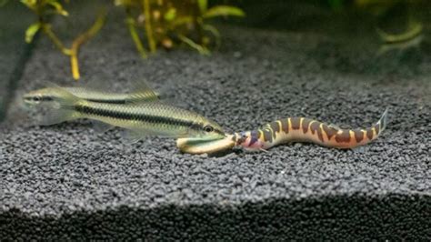 The Best (And Worst) Kuhli Loach Tank Mates to Consider - Avid Aquarist