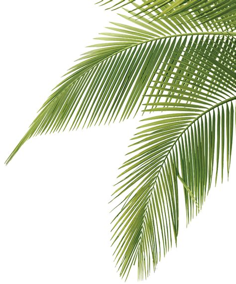 Free Palm Branches Png, Download Free Palm Branches Png png images, Free ClipArts on Clipart Library