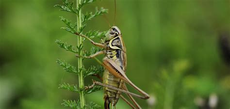 Why Do Crickets Chirp? - Two Ways To Stop Them | Why Do Magazine