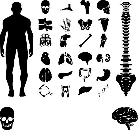 Download Human Body, Skeleton, Organs. Royalty-Free Vector Graphic - Pixabay