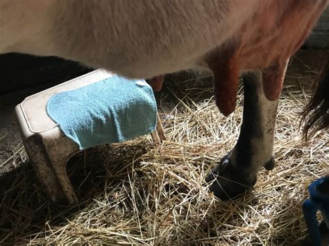 Hand Milking a Cow - Butterfly Meadows Homestead