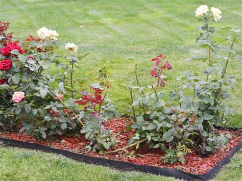 Planning A New Rose Bed: Tips For Starting A Rose Garden | Gardening ...