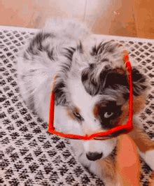 Dog Hello GIF - Dog Hello Hi - Discover & Share GIFs