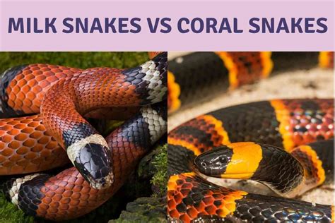 8 Key Differences Between Milk Snakes And Coral Snakes - Embora Pets