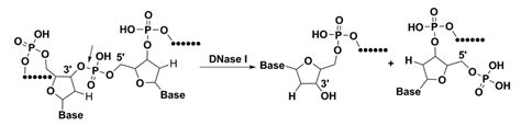 DNASE1 - Creative Enzymes