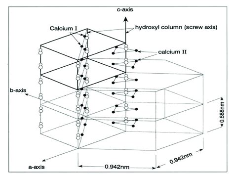 Structure of hydroxyapatite: The crystal of hydroxyapatite crystal can ...