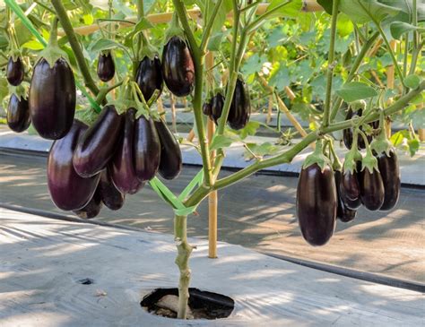 27 Science-Based Health Benefits of Eggplant (#11 is WOW)