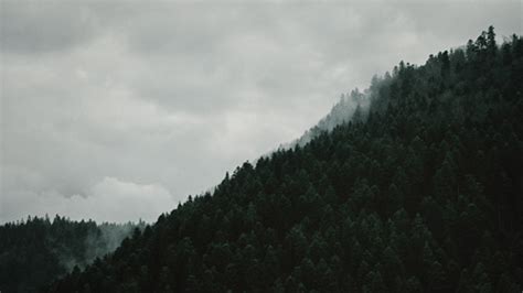 Landscape Foggy Forest GIF | GIFDB.com