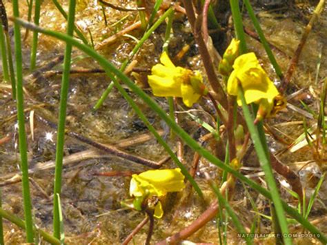 Bladderwort - Naturalake Biosciences