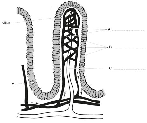 Ileum Diagram