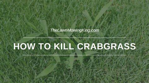 How to Kill Crabgrass, 9 Proven Methods - The Lawn Mowing King