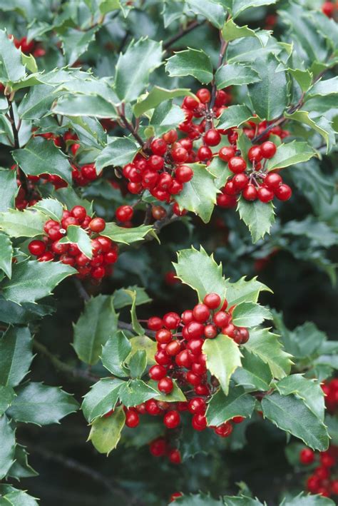 No Home Is Complete Without Evergreen Shrubs for Year-Round Beauty | Evergreen shrubs, Holly ...