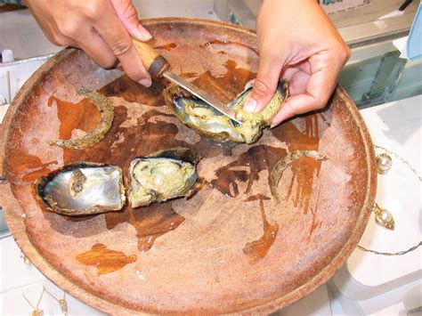 File:Pearl Oysters.jpg - Wikipedia