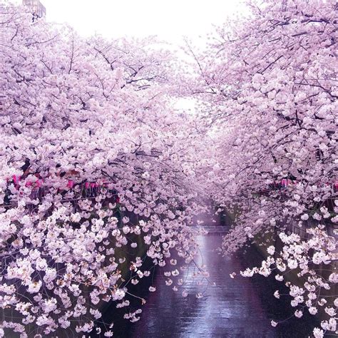 14 Stunning Photos of Sakura Season in Japan | VIVA Lifestyle & Travel Sakura Sakura, Japan ...