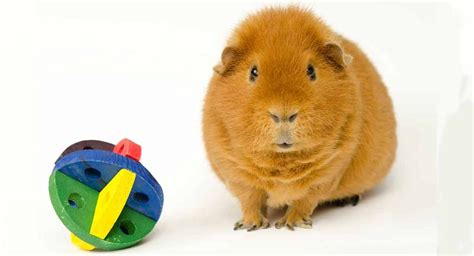 Best Guinea Pig Chew Toys For Keeping Their Teeth Healthy