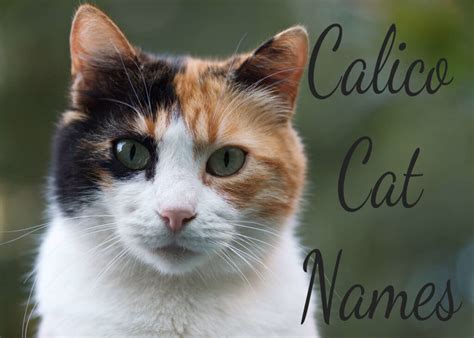 101 Awesome Calico Cat Names & Meanings - Cat Mania