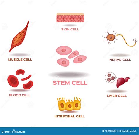 Illustration of the Human Stem Cell Applications Stock Vector - Illustration of science ...