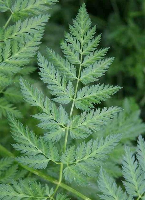 Wild Carrot Identification