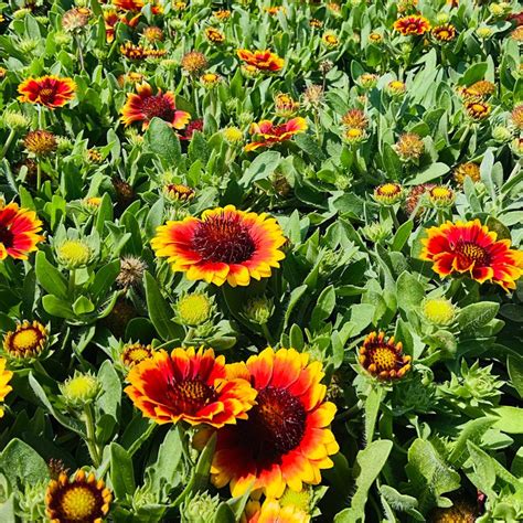 Gaillardia Gaillardia Barbican Yellow Red from American Farms