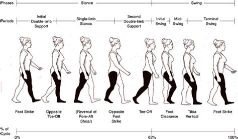 Human gait cycle showing stance and swing phase [58]. | Download Scientific Diagram