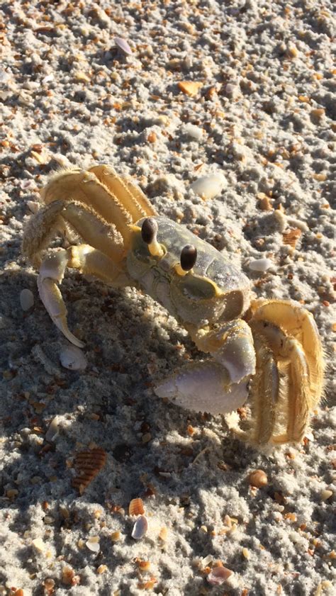 Ghost Crabs - Fort Matanzas National Monument (U.S. National Park Service)