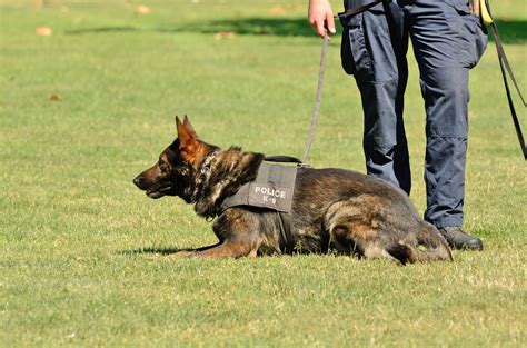 Sniffer Dogs the Future of Mining