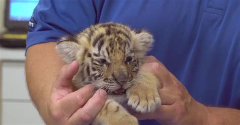 Threads of Life: Witnessing the Miraculous Birth of Siberian Tiger Cubs ...