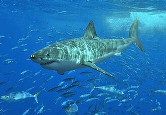 Shark attack prevention - Wikipedia