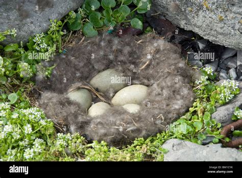 Eider duck eggs in nest made of eider down, Vigur Island, Isafjordur, Iceland, Polar Regions ...