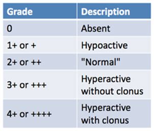 Deep Tendon Reflex Scale