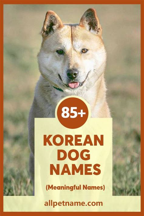 Korean Dog Names: (85+ Cute Meaningful Names) in 2021 | Dog names, Girl dog names, Dog names male