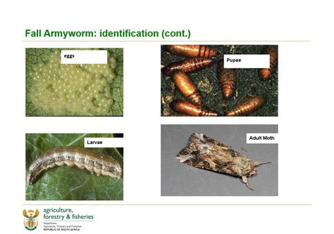 Life Cycle Of Armyworm