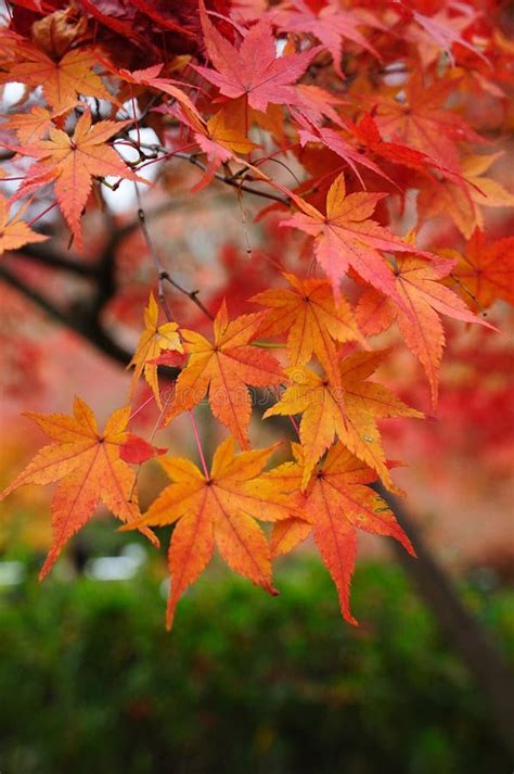 Autumn Maple Leaves in Japan Stock Photo - Image of asia, grow: 107667762