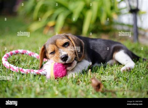 Beagle puppy playing Stock Photo - Alamy