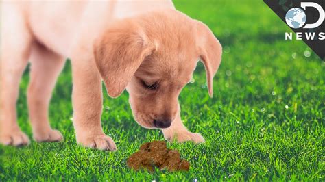 What Does It Mean When Dogs Eat Their Own Poop