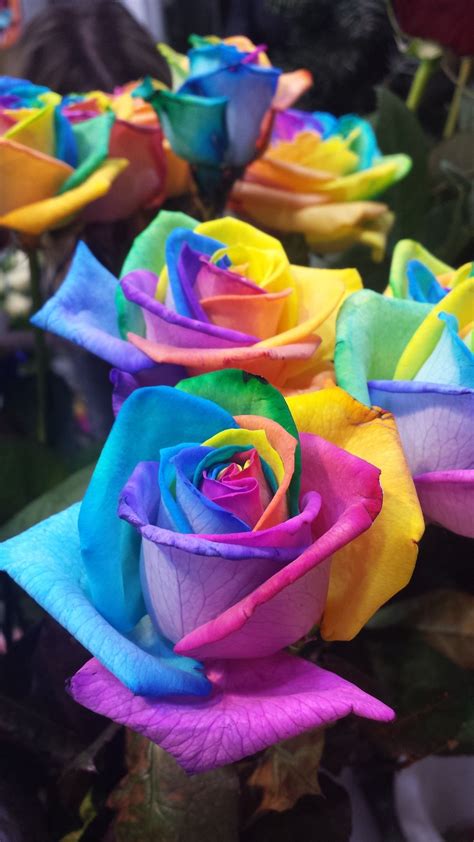 Pin by Luis Castro on Epifanía in 2023 | Rainbow roses, Beautiful roses, Beautiful rose flowers